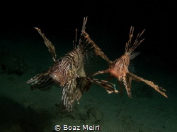 Lionfish are active at night and are busy hunting. They a... by Boaz Meiri 